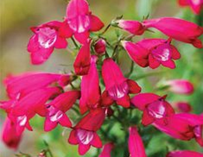 Dráčik ’Pinacolada Rosy Red Shades’