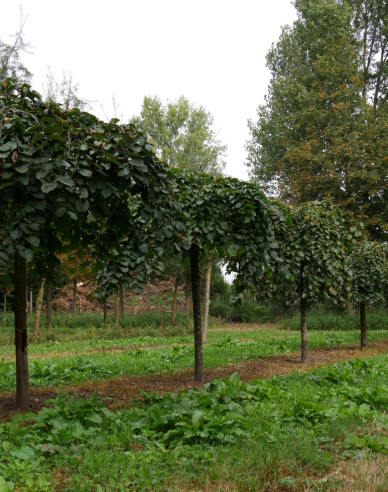 Brest horský ´Camperdownii´