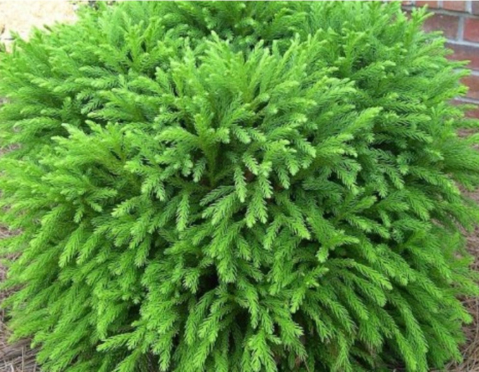 Kryptoméria japonská ´Elegans Nana ´