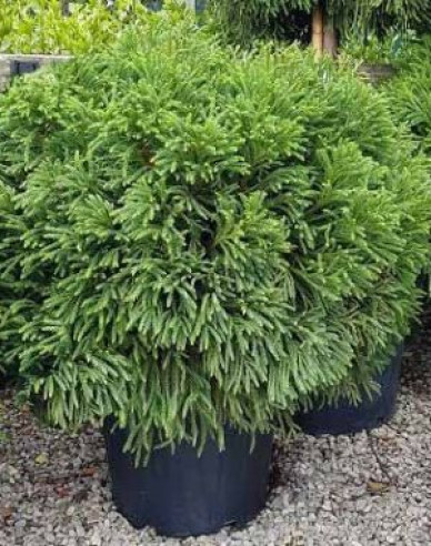 Kryptoméria japonská ´Elegans Nana ´