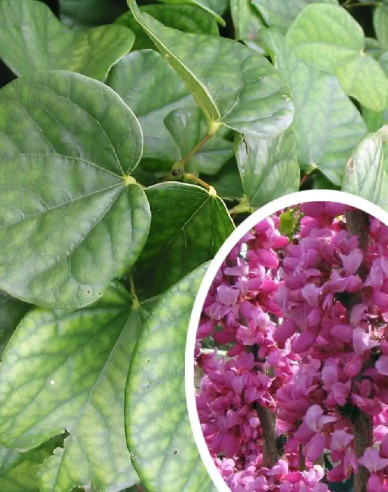 Judášovec čínsky ´Avondale´ 100cm