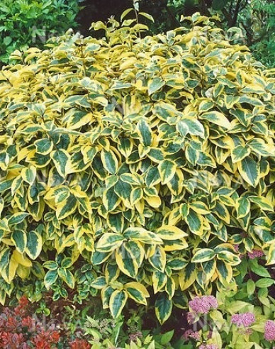 Hlošina Ebbingeova  ´Limelight´ 60 - 70cm