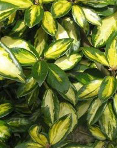 Hlošina Ebbingeova  ´Limelight´ 60 - 70cm