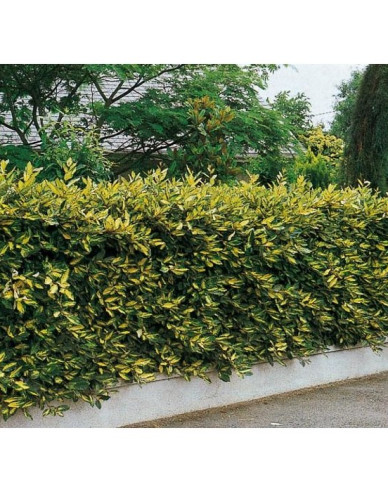 Hlošina Ebbingeova  ´Limelight´ 60 - 70cm