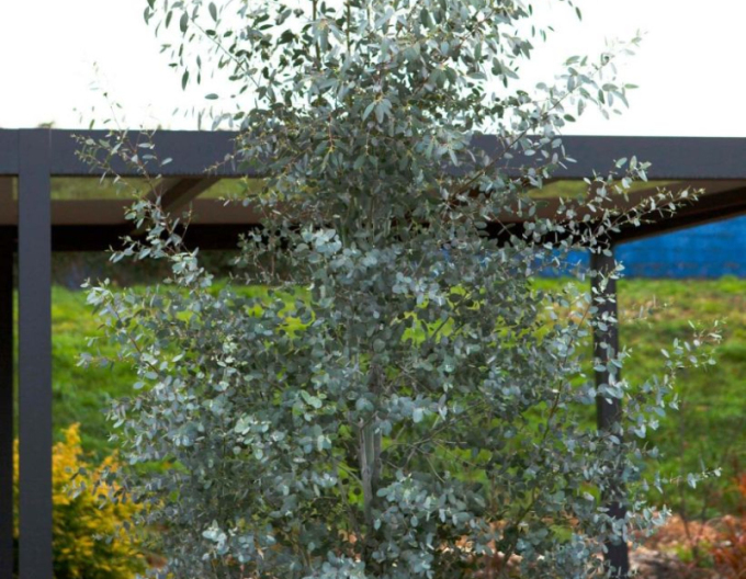 Eukalyptus ´Silveriana´