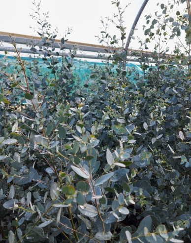 Eukalyptus ´Silveriana´