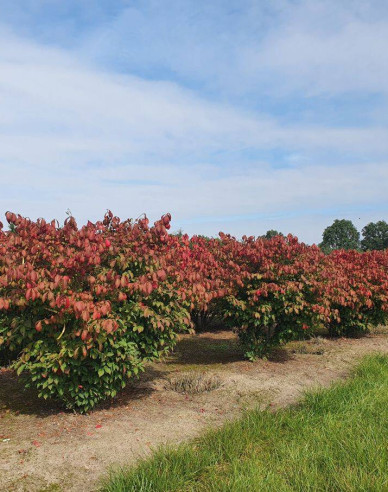 Bršlen krídlatý ´Compactus´ 180 - 200cm