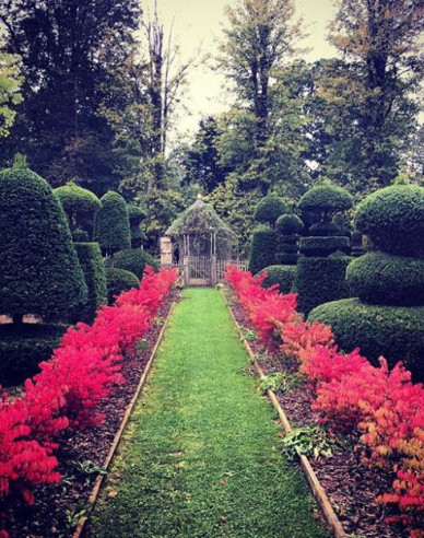 Bršlen krídlatý ´Compactus´ 50 - 60cm