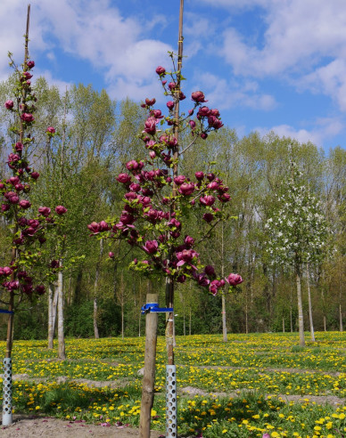 Magnólia ´Genie´ na kmienku