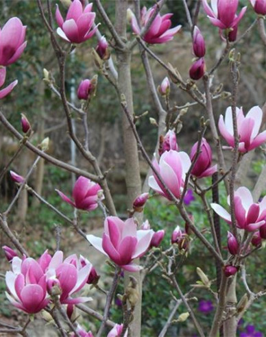 Magnolia ´Andre Leroy´