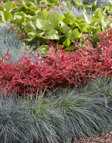 Nandína ´Obsessed´