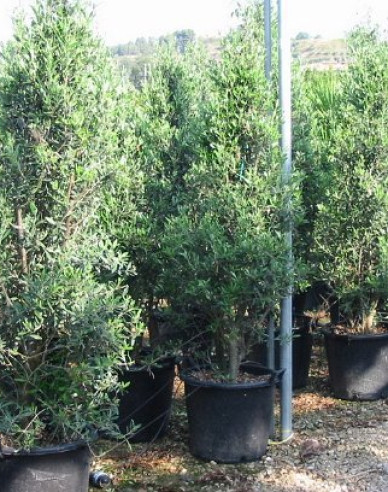 Olivovník európsky ´Cipressino´ 190 - 200cm