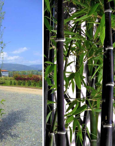 Bambus čierny 120- 130cm