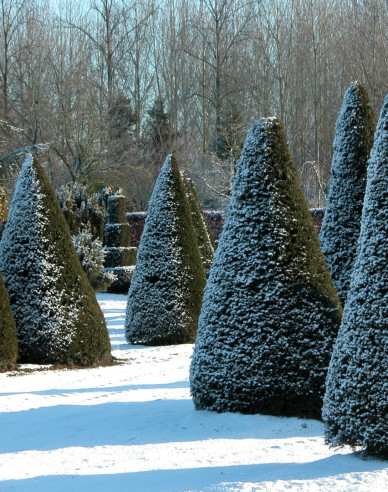 Tis obyčajný ´Cono´