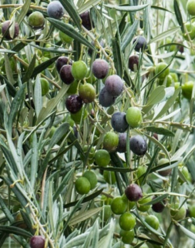 Olivovník európsky ´Cipressino´ 80 - 100cm