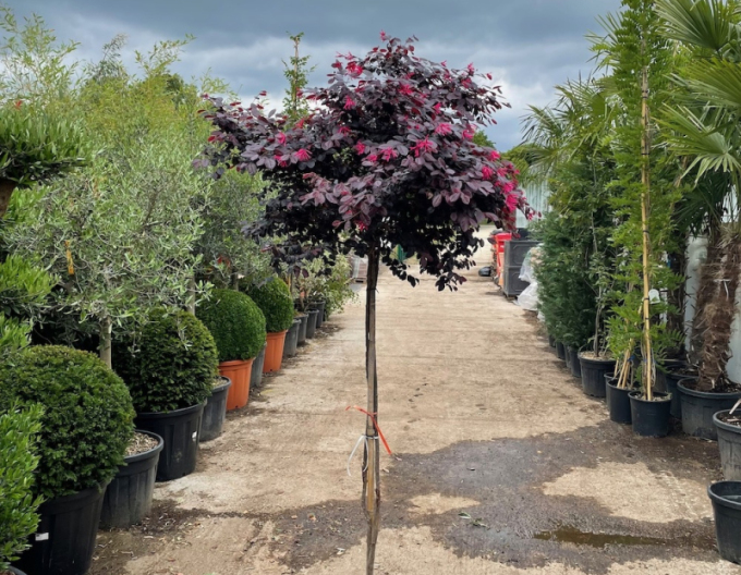 Loropetalum ´Fede´ na kmienku