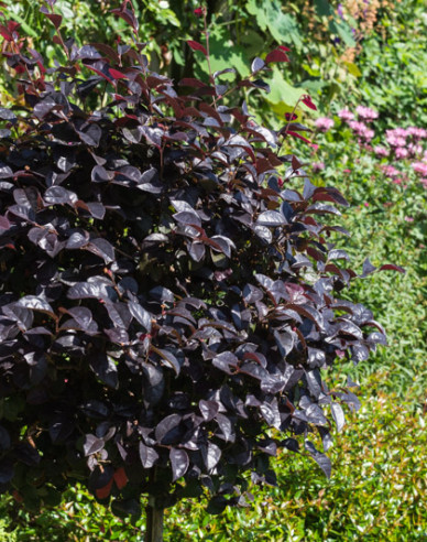 Loropetalum ´Fede´ na kmienku