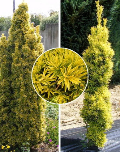 Tis obyčajný ´Aurea´