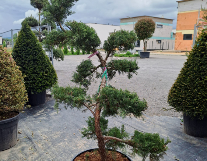 Borievka ´Hetzi Glauca´ Bonsaj