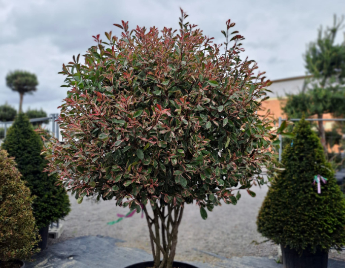 Červienka ´Pink Marble´