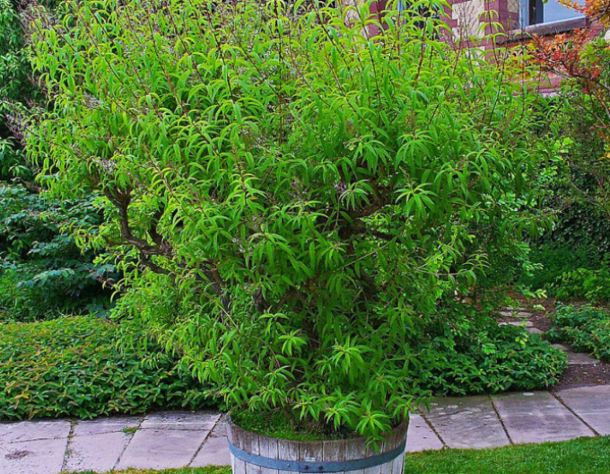 Verbena ( alojzia) citrónová