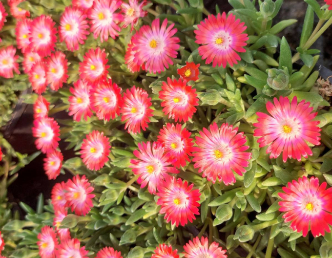 Delosperma ’Ice Cream Salmon´
