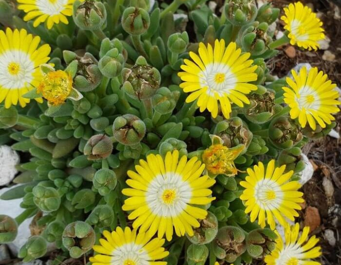 Delosperma ’Ice Cream Yellow´