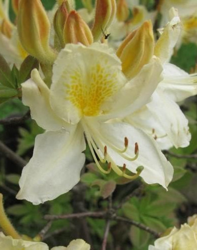 Azalka veľkokvetá ´Daviesii´