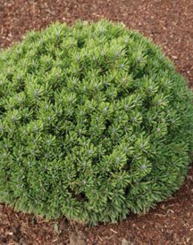 Borovica pyrenajská ´Hnízdo´