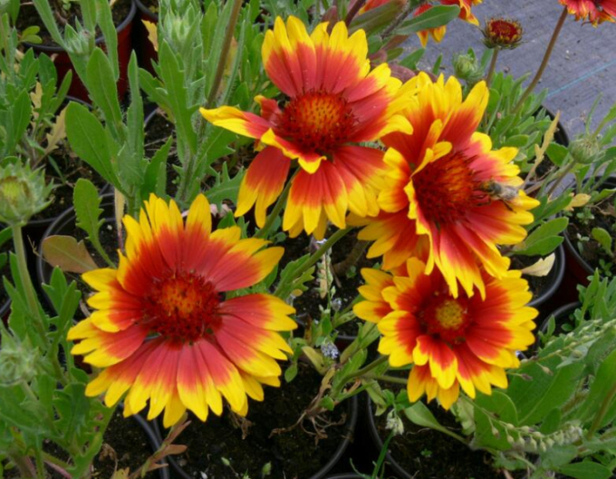 Kokarda ’African Sunset’