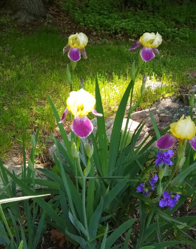 Kosatec nemecký  ´Nibelungen´