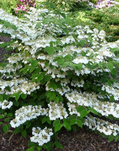 Kalina ´Cascade´