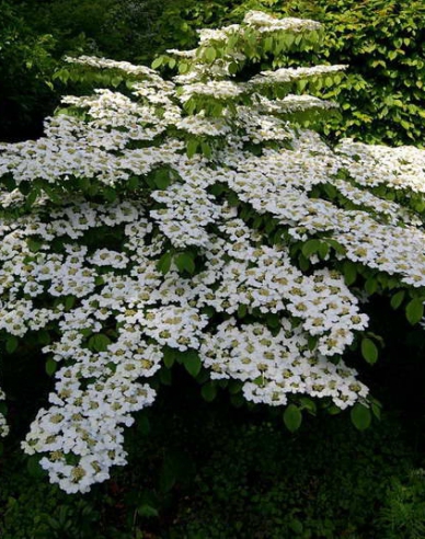 Kalina ´Cascade´