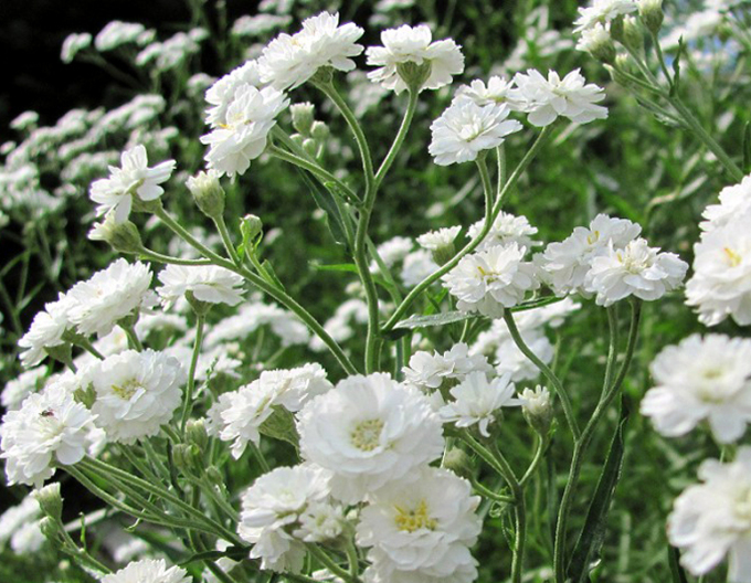 Gypsomilka metlinatá ´Snowflake´