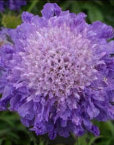 Hlaváč japonský ´Blue Note´