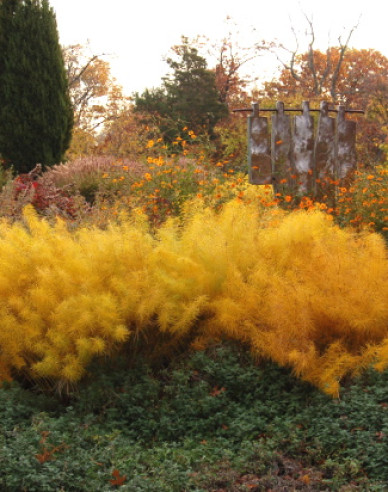 Amsonia ´Blue Ice´