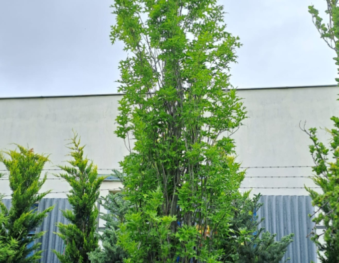 Dub močiarny ´Green Pillar´