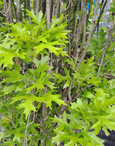 Dub močiarny ´Green Pillar´