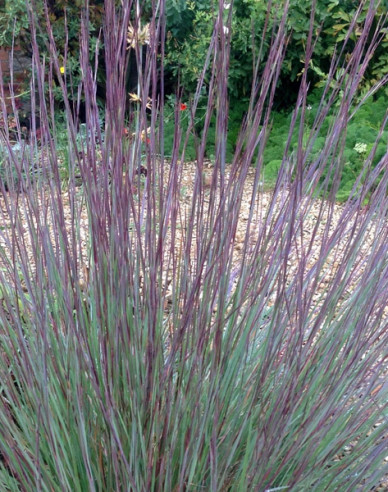 Fúzatka ’Prairie Blues’ 1L
