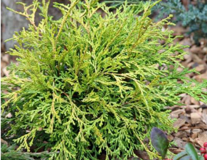 Cypruštek tupolistý ’Kamarachiba’
