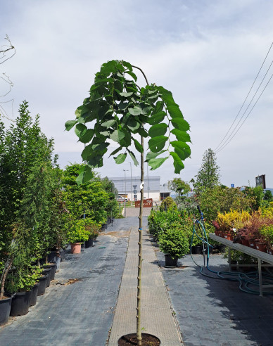 Brest horský ´Camperdownii´