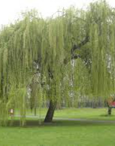 Vŕba babylonská (smutná vŕba)