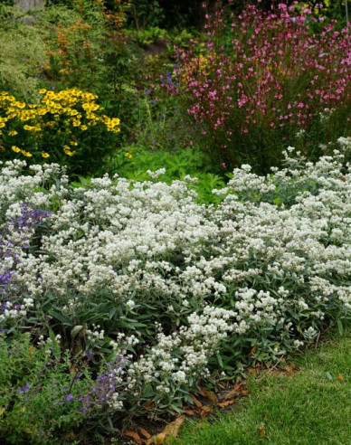 Plesnivka ´Silver Wave´