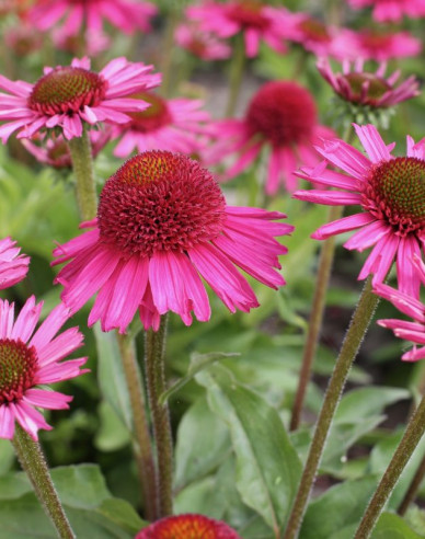 Echinacea ´Delicious Candy´