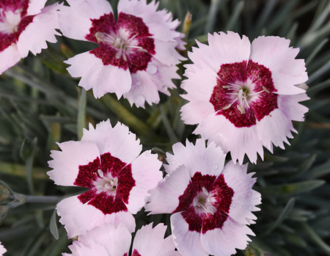 Klinček ´Mountain Frost Ruby Snow´
