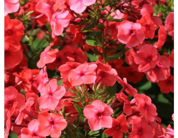 Flox metlinatý Flame  ’Watermelon’