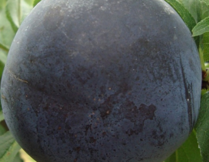 Slivka japonská ´Black Sun´, podp. MRS, kont. 5l