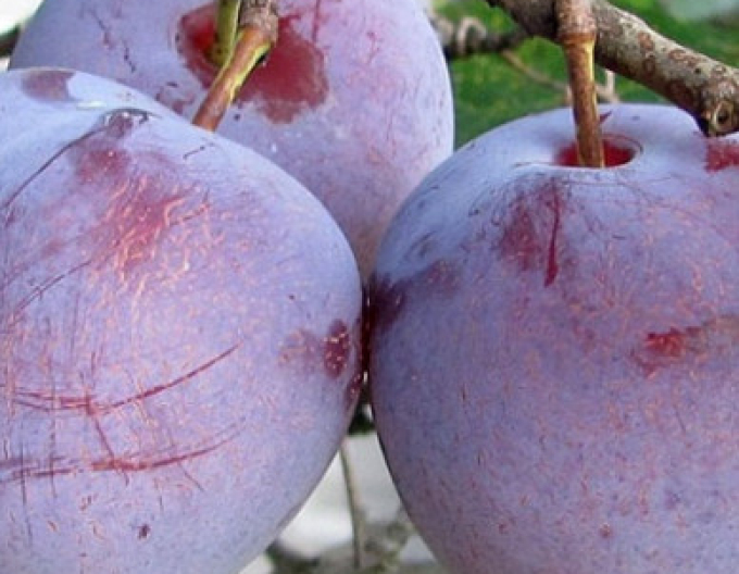 Ringlota ´Althanová´, podp. Zelená ringlota, kont.5l