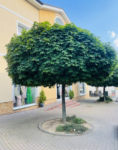 Javor mliečny ´Globosum´