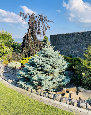Smrek pichľavý ‘Glauca Globosa´